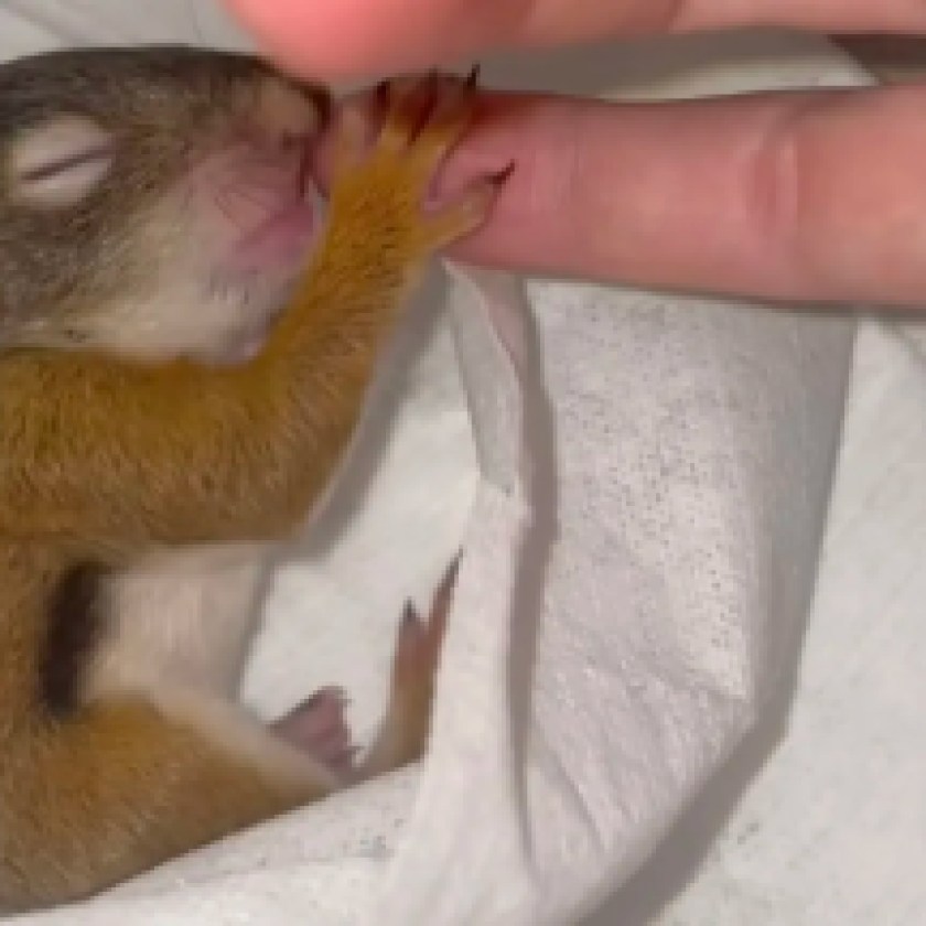 New Bruce County non-profit quickly completes more than 500 wildlife rescues