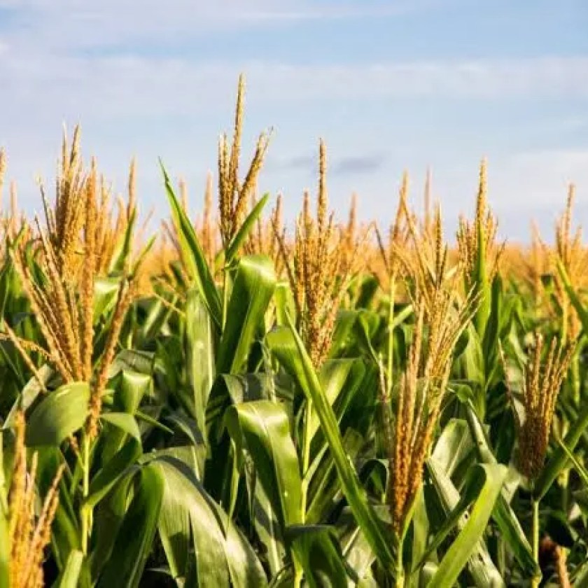 It’s time for ‘corn sweat’ as mid-summer hits