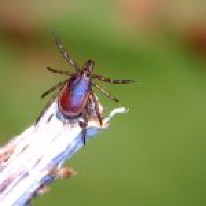 Protect yourself: Why ticks are spreading in the Great Lakes region
