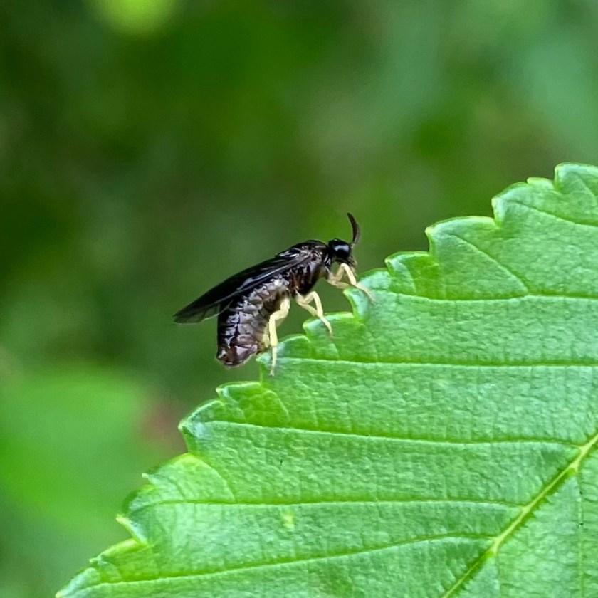 Invasive elm zigzag sawfly confirmed in Michigan 
