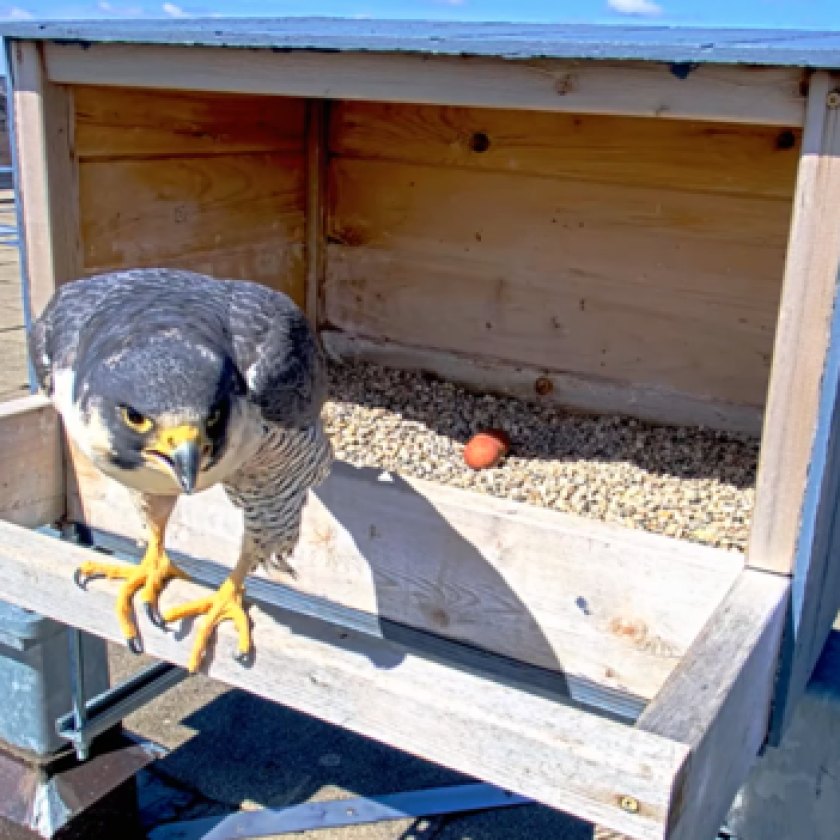 New female falcon takes up residence in MSU nest box, but no eggs are laid