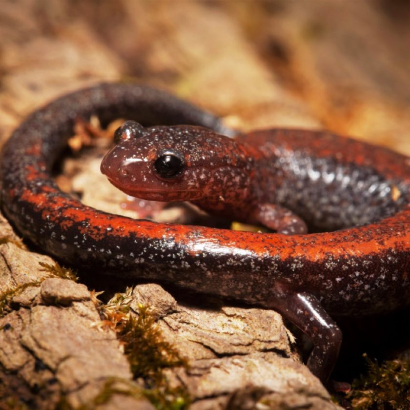 Get to know cottage country’s stealthiest salamanders