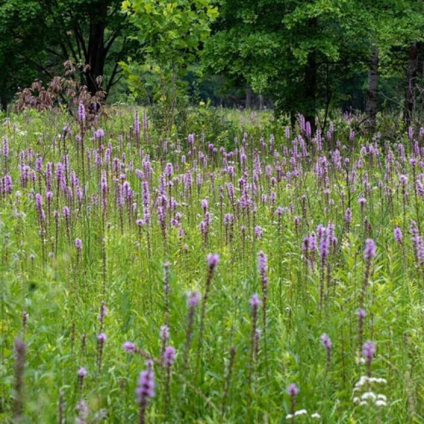 Study finds climate warming directly affects the makeup of plant communities