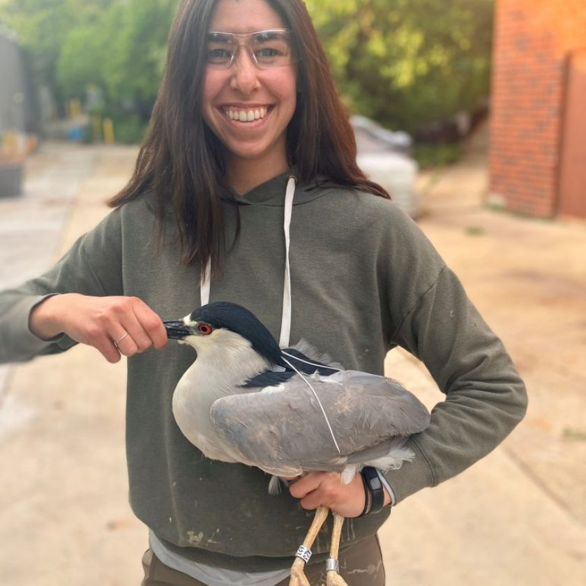Refuge in the Windy City: Declining wetland bird makes a home in downtown Chicago