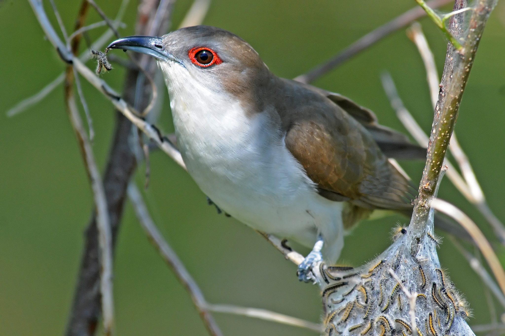 Nature Scrapbook: Black-billed cuckoo