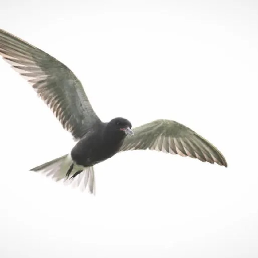 Michigan budget adds $2 million to wetlands conservation efforts