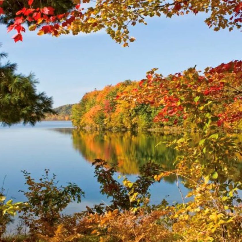 Historical forest biodiversity changes conservation efforts