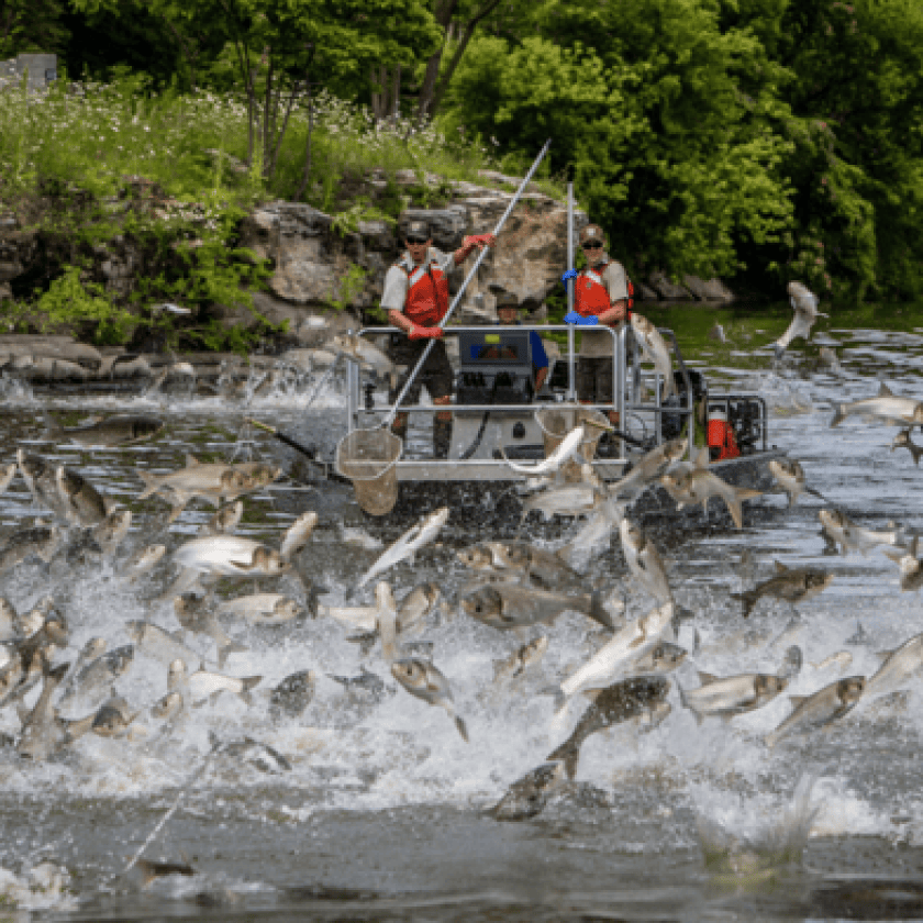 Invasive carp get closer to Lake Michigan as project to halt their spread is ordered to stop