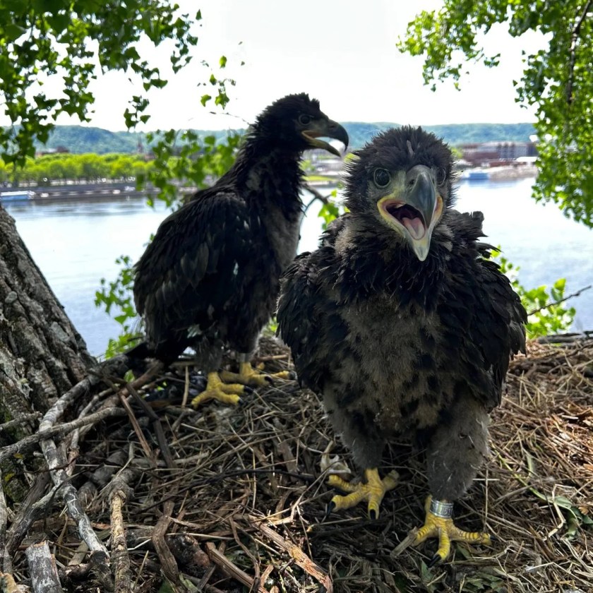 Bald eagles help scientists map ‘forever chemicals’ in the Great Lakes region