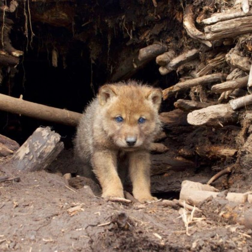 Most of Minnesota’s gray wolf pups don’t survive first year, but population remains stable