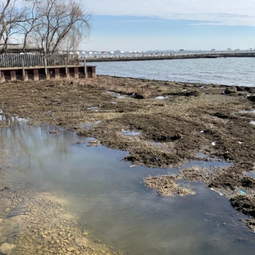 Project to remove thick mats of algae on Lake St. Clair begins this fall