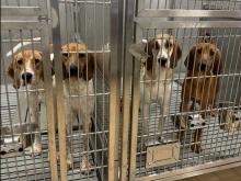 From Banting to St. Joseph’s, a century of using dogs in health research