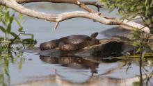 Cottage Q&A: How do we deter water snakes under our dock?