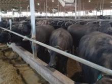 Water buffalo, Holstein herds share a barn and milking parlour