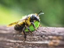 Cottage Q&A: Is this a bee or a wasp (and what is it doing)?