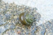 Cottage Q&A: What are invasive trapdoor snails?