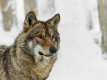 Trump administration orders Colorado to stop importing grey wolves from Canada