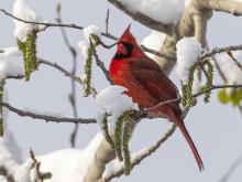 Growing Concerns: Look for ways to shelter birds during winter