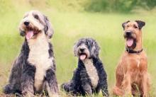 Therapy dogs supporting Kincardine high school students ahead of exams