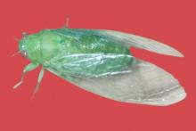 5 strange-but-true names for insects