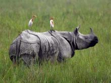 Baranyai: Could radioactive isotopes save rhinos?
