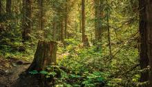 Cottage Q&A: What’s wrong with this beech tree? Cottage Q&A: What’s wrong with this beech tree?