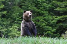 Why human-bear encounters might be more likely this fall