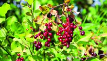 Nature Scrapbook: Fireberry hawthorn
