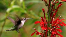 Nature Scrapbook: Chokecherry