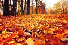 Attention, leaf peepers! Here are 9 of the best trees for vibrant fall colours