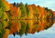 Here’s how autumn’s fallen leaves enrich the entire forest