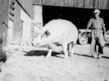 Bruce County Memories: The greenhorn pioneer buys a pig Bruce County Memories: The greenhorn pioneer buys a pig