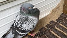 A rare sighting of a South American bird has been recorded in Northern Ontario