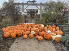 Jack-o-lantern Trail returning to Bruce Botanical Food Gardens