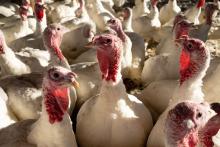 Over 15,000 turkeys affected in second bird flu outbreak near London