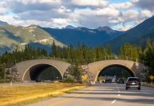 Trump administration orders Colorado to stop importing grey wolves from Canada