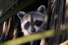 New research suggests raccoons are evolving to be cuter
