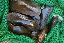 Endangered spectaclecase mussels reintroduced into the Chippewa River