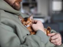 Christmas Kitten by Mike O’Neill